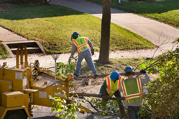 Best Tree Branch Trimming  in Kurtistown, HI